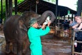 Orphaned baby elephant being feed with milk