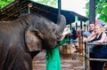 Orphaned baby elephant being feed with milk