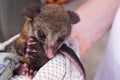 Orphaned baby possum