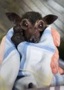 Orphaned Baby Spectacled Flying Fox Fruit Bat Royalty Free Stock Photo