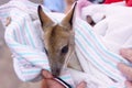 Orphaned baby wallaby kangaroo