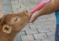 Orphaned calf being fed by bottle Royalty Free Stock Photo