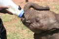 Orphaned elephant being fed from a bottle