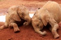 Orphaned elephants Royalty Free Stock Photo