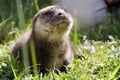 An orphaned European otter