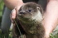 An orphaned European otter