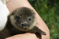 An orphaned European otter