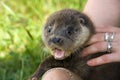 An orphaned European otter