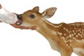 Orphaned fawn Royalty Free Stock Photo