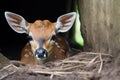 orphaned fawn being watched over by powerful ox Royalty Free Stock Photo