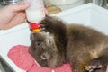 Orphaned and hand reared otter baby in a zoo Royalty Free Stock Photo