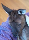 Orphaned kangaroo Royalty Free Stock Photo