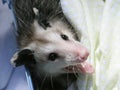 Orphaned Opossum Baby Royalty Free Stock Photo