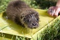 Orphaned otter baby