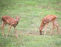 Orphaned twin baby deer eating and playing Royalty Free Stock Photo