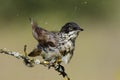 Orphean Warbler(Sylvia hortensis )