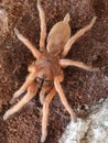Orange tarantula. philippinus. Philippine tangerine is a species of tarantula.. Very poisonous spider