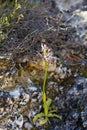 Orphys italicum orchidaceae flower macro background wallpapers high quality prints canon 5DS