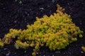 Orpin Stonecrop Sedum rupestre Yellow Cushion Crassulaceae garden Royalty Free Stock Photo