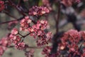 Orpine Purple Emperor Royalty Free Stock Photo