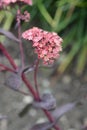 Orpine Purple Emperor Royalty Free Stock Photo