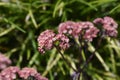 Orpine Purple Emperor Royalty Free Stock Photo