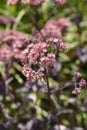 Orpine Purple Emperor Royalty Free Stock Photo