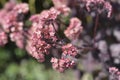 Orpine Purple Emperor Royalty Free Stock Photo