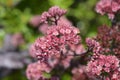 Orpine Purple Emperor