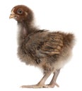 Orpington, a breed of chicken Royalty Free Stock Photo