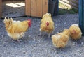 Orpington breed chickens on the farm Royalty Free Stock Photo