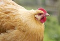 Orpington chicken hen Royalty Free Stock Photo