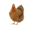 Orpington chicken isolated Royalty Free Stock Photo