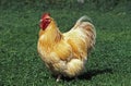 Orpington Cockerel, Domestic Chicken, English Breed Royalty Free Stock Photo