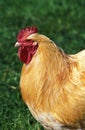 Orpington Domestic Chicken, Cockerel Royalty Free Stock Photo