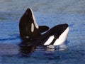 ORQUE EPAULARD orcinus orca