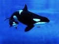 ORQUE EPAULARD orcinus orca