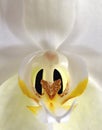 Orquidea