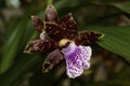 Orquidea Cattleya Aclandiae Royalty Free Stock Photo