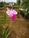 Orquidea enana Royalty Free Stock Photo