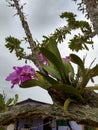 Orquidea orchid flower