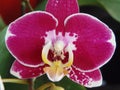 Orquidea Royalty Free Stock Photo