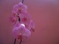Orquidea rosa Royalty Free Stock Photo