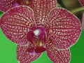 Orquidea