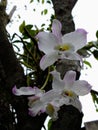 Orquideas brancas em um dia nublado