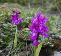 Wild purple orchids on the mountain Royalty Free Stock Photo