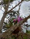 OrquÃÂ­dea orchid flower