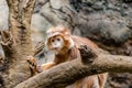 Orange Ebony Langur Monkey Sitting on a Maze of Branches in an Asian Jungle