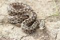 Orsini adder on the ground Royalty Free Stock Photo