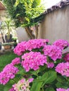 Ortensia flower fushia entrance garden Royalty Free Stock Photo